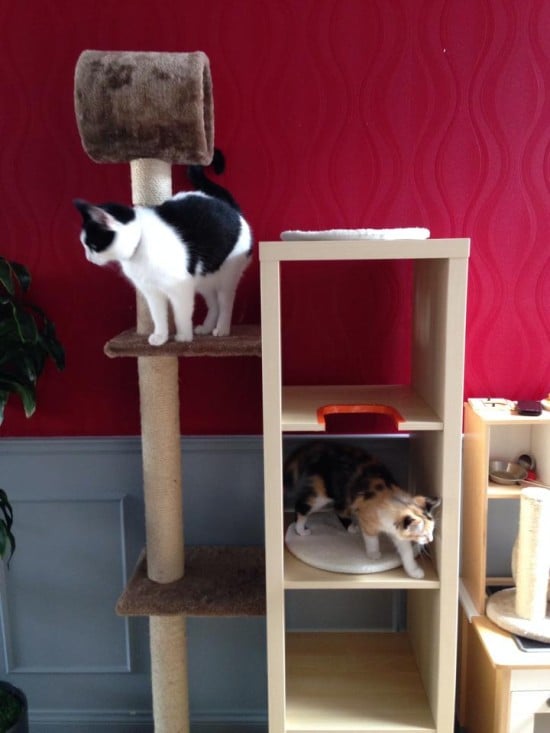 Seminario invadir molestarse Muebles para los gatos de la cremallera Kallax